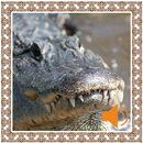 Alligator Sounds APK