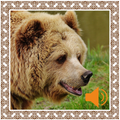 Bear Sounds