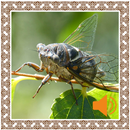 Cicada Sounds APK