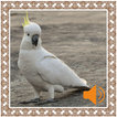 Cockatoo Sounds