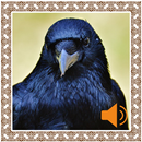 Crow Sounds APK