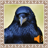 Crow Sounds 圖標
