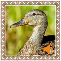 Duck Sounds