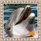 Dolphin Sounds
