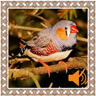 آیکون‌ Finch Birds Sounds
