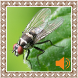 Flies Sounds 圖標
