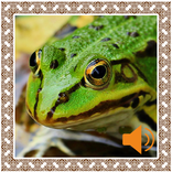 Frog Sounds