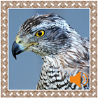 آیکون‌ Hawk Sounds