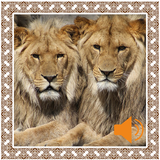 Lion Sounds 圖標