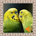Parakeet Birds Sounds