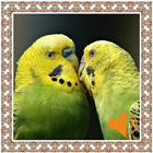 Parakeet Birds Sounds icône