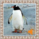 Penguin Sounds APK