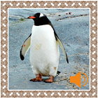 Sonidos de pingüino icono