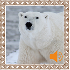 Polar Bear Sounds ไอคอน