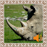 Rhinoceros Sounds