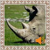 Rhinoceros Sounds 图标