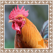 Rooster Sounds