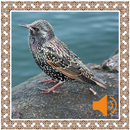 Starling Birds Sounds APK