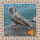 Starling Birds Sounds icono