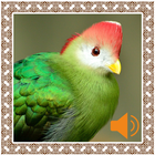 Turaco Birds Sounds ไอคอน