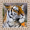 Tiger Sounds