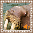 Walrus Sounds ikona