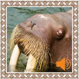 Walrus Sounds-icoon