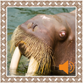 Walrus Sounds