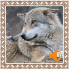 آیکون‌ Wolf Sounds