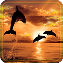 Dolphins Sunset live wallpaper APK
