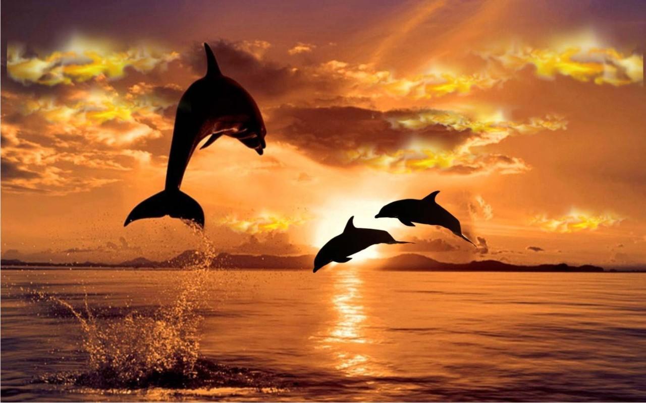 Dolphins Sunset安卓版应用APK下载