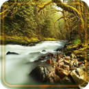 Forest Gallery live wallpaper APK