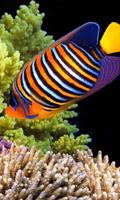 Fishes Underwater lwp اسکرین شاٹ 2