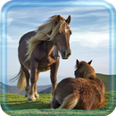 Horses Photo Live Wallpaper APK