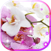 Orchide Glamour live wallpaper