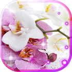 Orchide Glamour live wallpaper icono