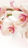 Orchide Glamour live wallpaper 海报