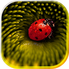 Lady Beetle Nice ikona