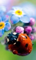 Lady Beetle Nice plakat