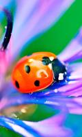 Lady Beetle Nice Ekran Görüntüsü 1