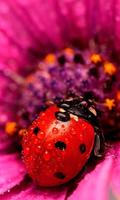 Lady Beetle Nice screenshot 2