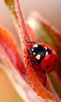 Lady Beetle Nice 스크린샷 3