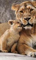 Lion Cubs live wallpaper Affiche