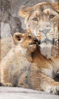 برنامه‌نما Lion Cubs live wallpaper عکس از صفحه