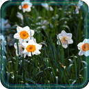 Narcissus Spring live wallpaper APK