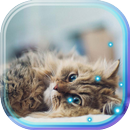 Small Kittiens live wallpaper APK