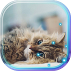 Small Kittiens live wallpaper 图标