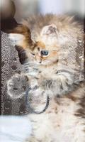 Small Kittiens live wallpaper 截图 3