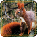Squirrel Forest live wallpaper APK