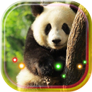 Panda White and Red live wallpaper APK